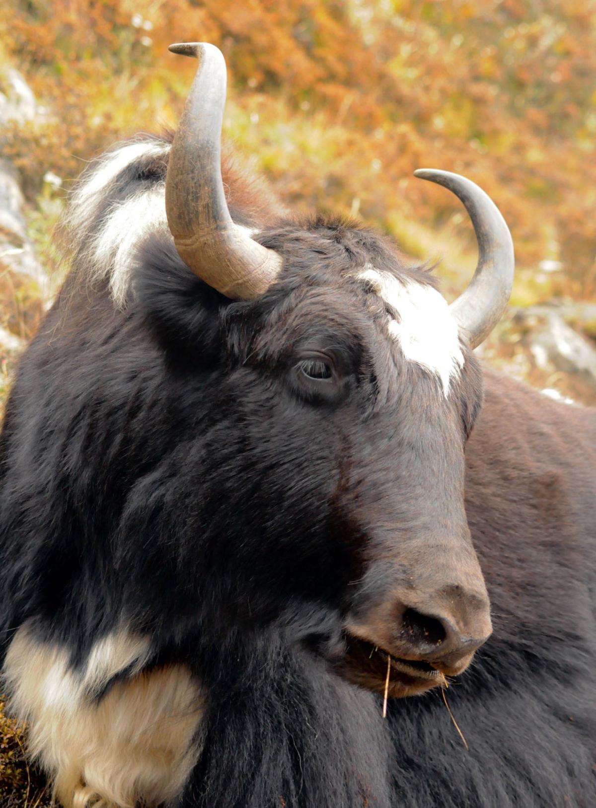 Nepal Connections: Yaks happily share the trail with trekkers | Local