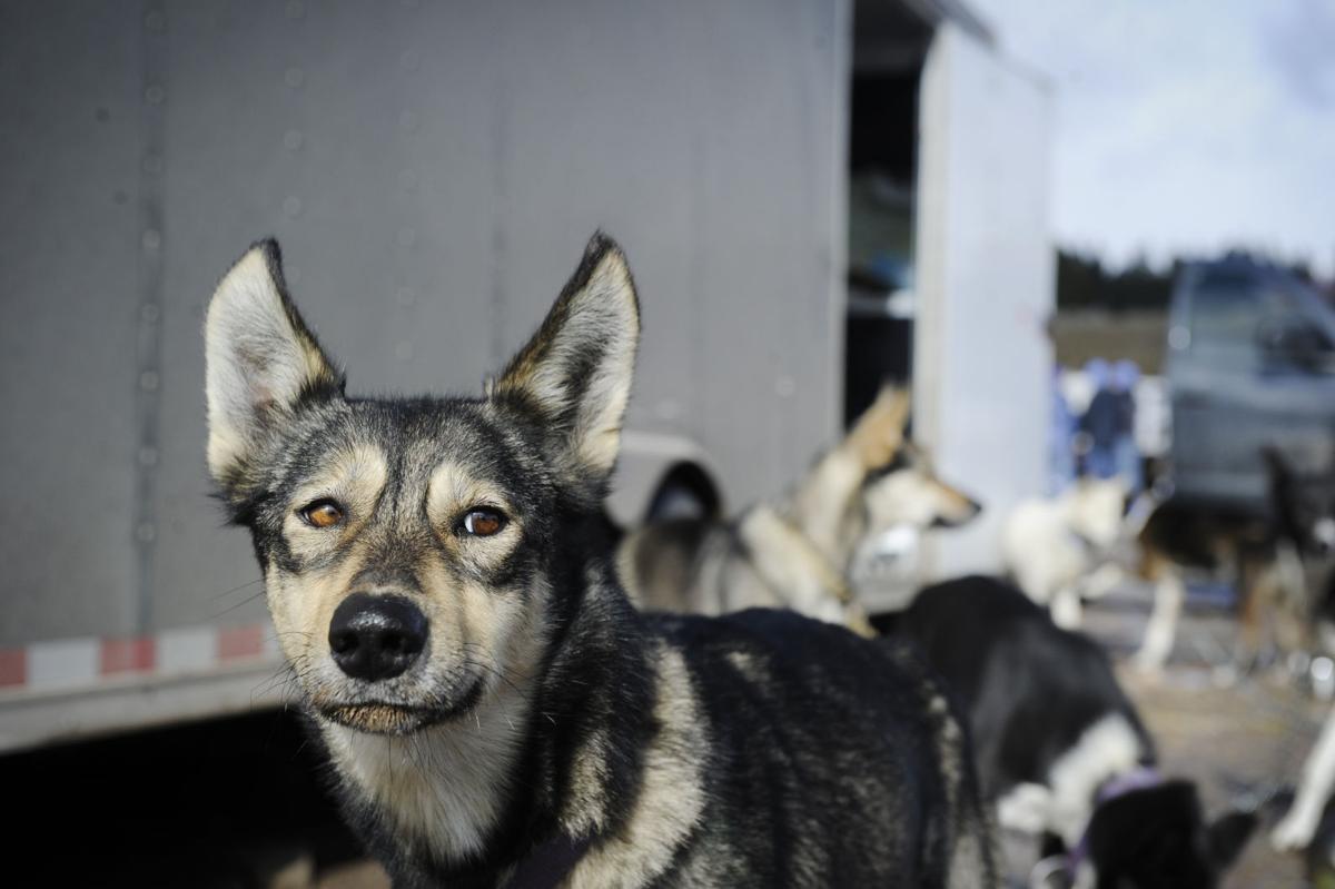 Race to the Sky: Musher Stamm and pups rise from the ashes