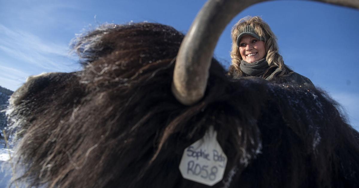 A hearty animal': Yaks roam 1,000-acre ranch outside of Kalispell