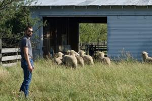 MSU launches a new Wool Lab to revive an old industry