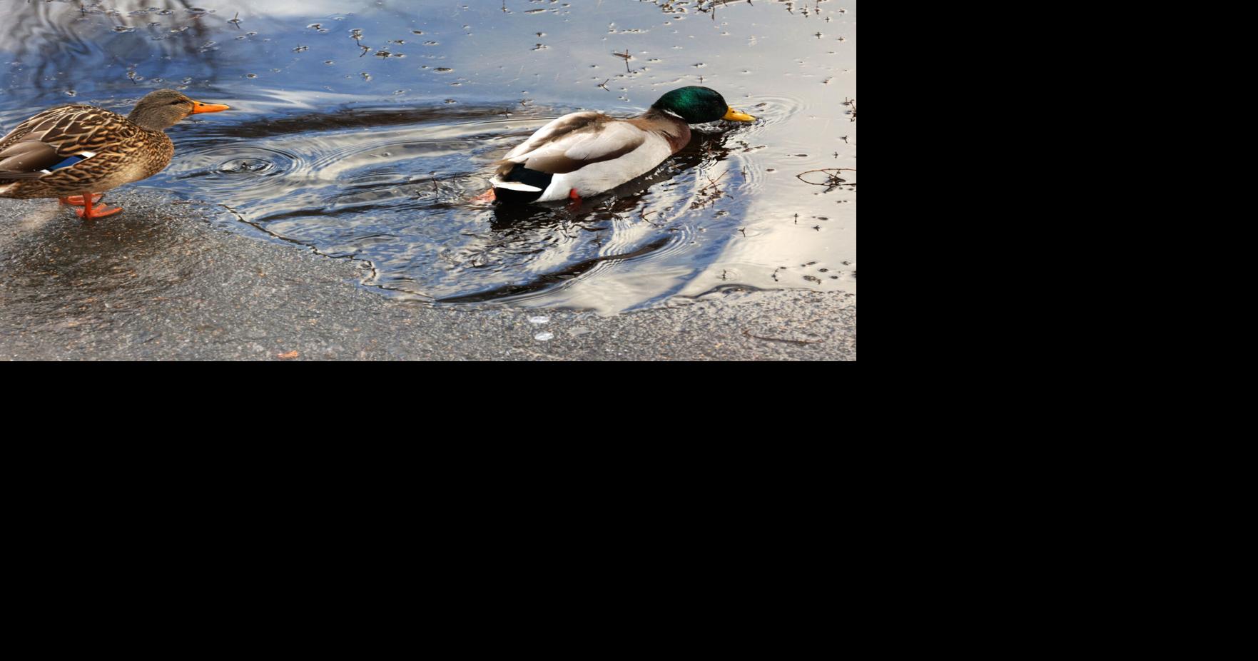 Bitterroot Bird Alliance to host Christmas Bird Counts