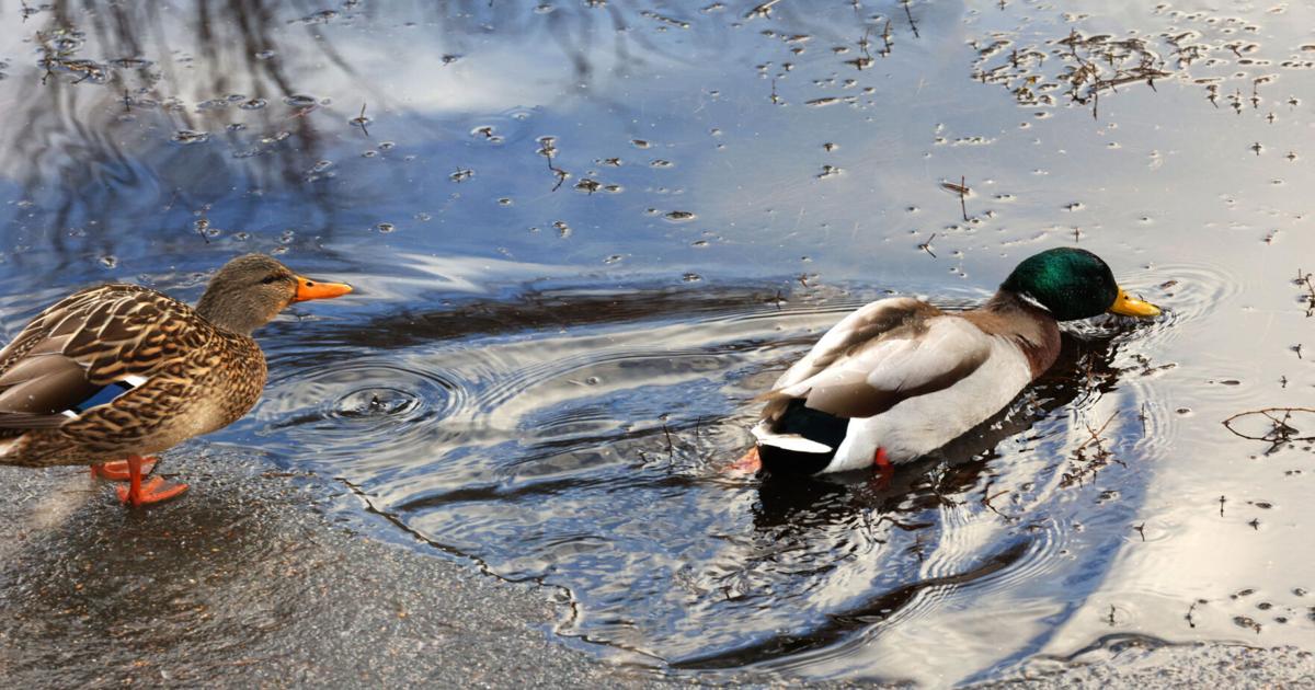 Bitterroot Bird Alliance to host Christmas Bird Counts