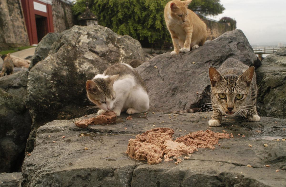Stray cats will be removed from historic Puerto Rico fort