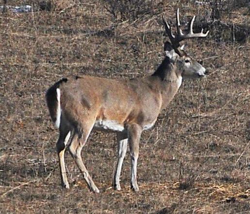 Whitetail