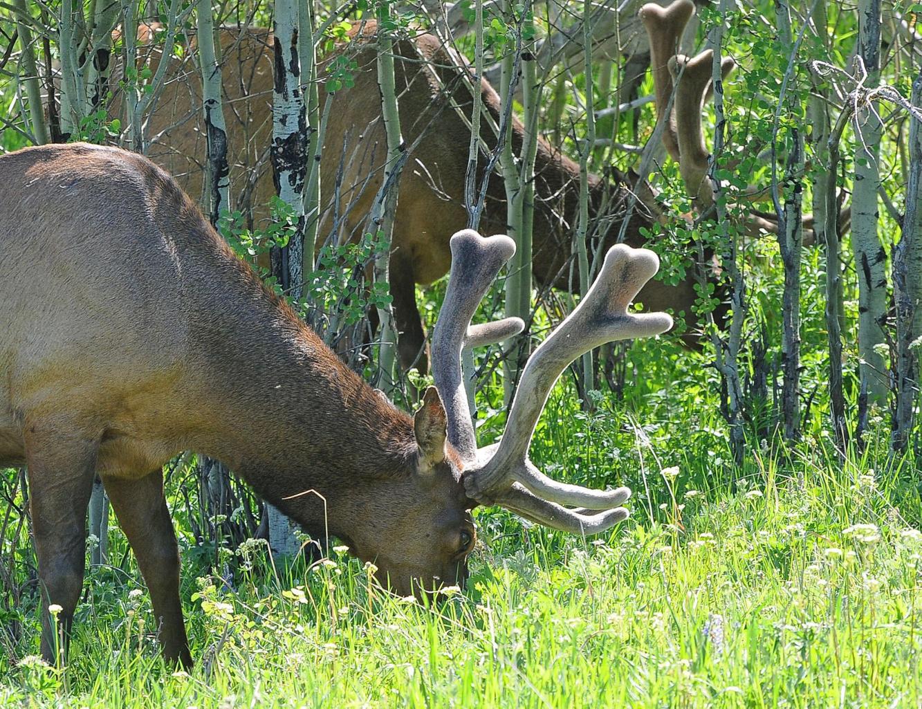 A salute to elk These crafty creatures continue to capture our