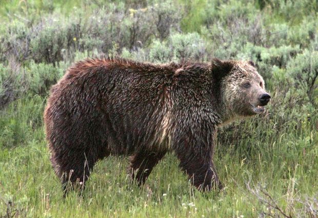 Hunter escapes attack by shoving arm down bear's throat