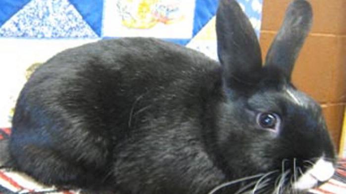 Pet of the week: The 'Easter Bunny' | State & Regional | missoulian.com
