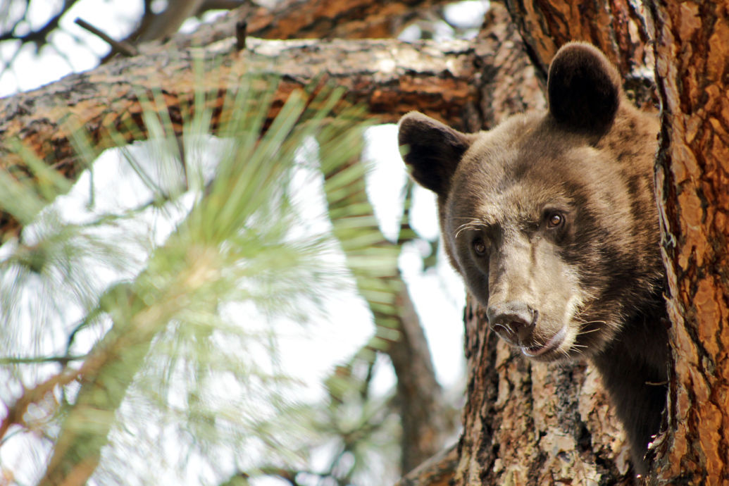 woman who fed bears attacked inside home west of kalispell woman who fed bears attacked inside home west of kalispell