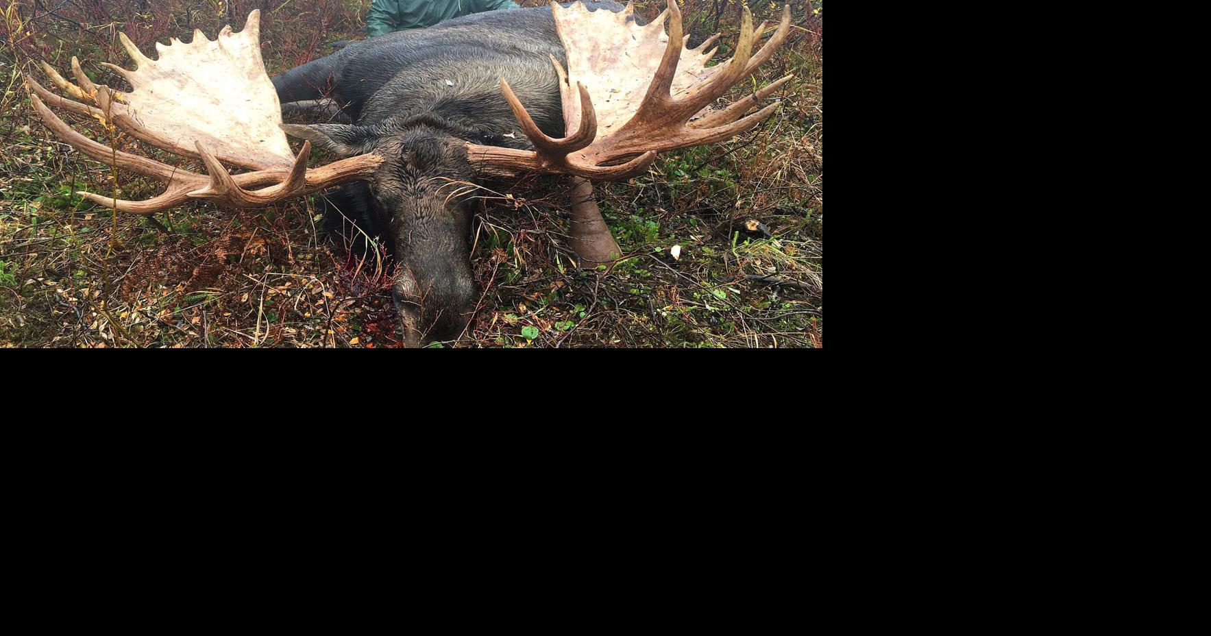 Alaskan hunter bags 80-inch moose