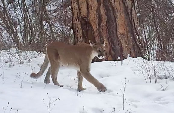 Bitterroot Cougar Study Offers Surprising Findings