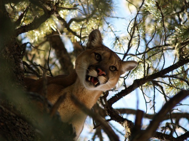 TYBA ONLINE :: Subject: Detail of cougar (Puma concolor) - also