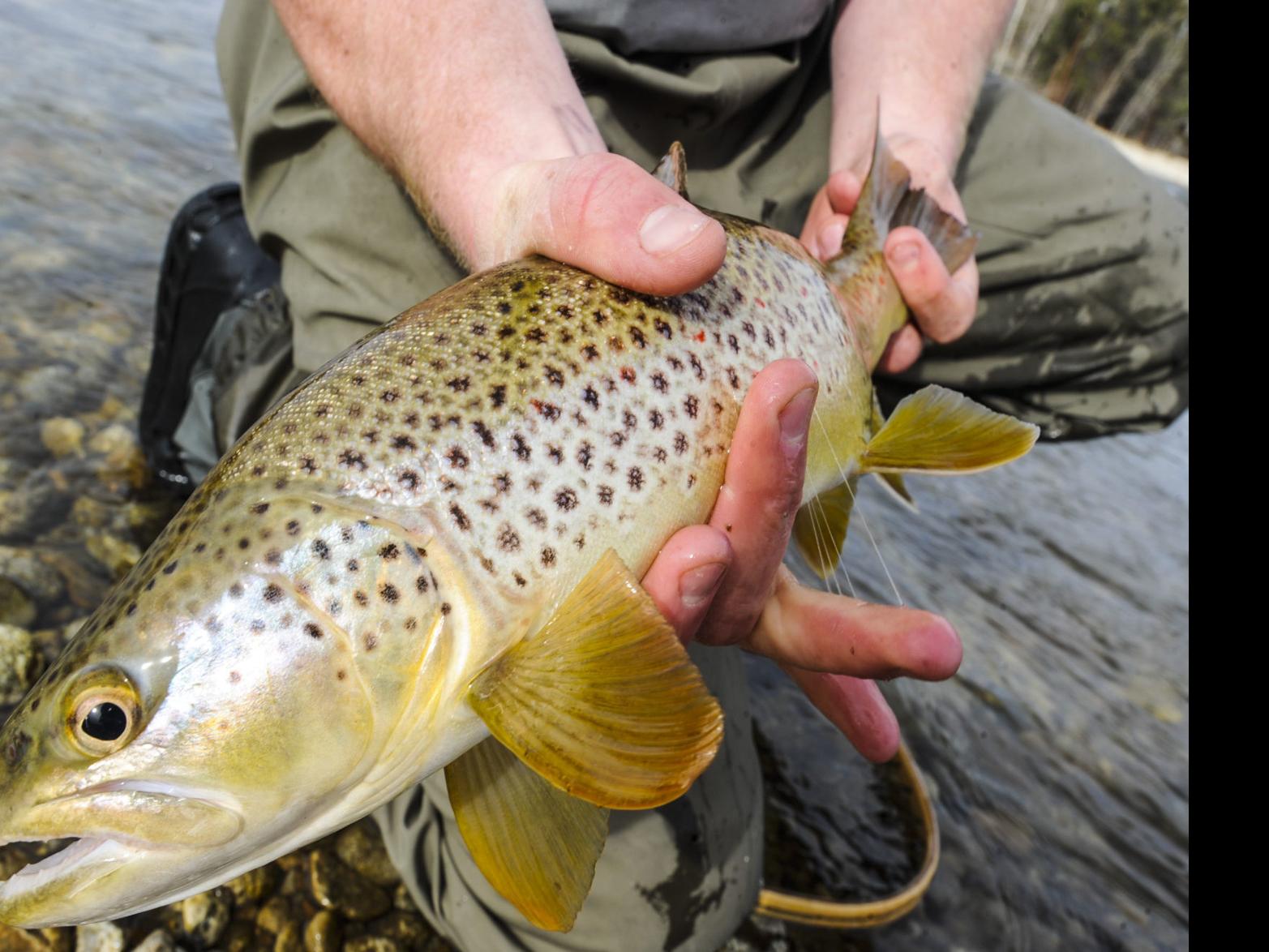 Brown Trout Reduce Native Cutthroat Numbers Study Finds Outdoors Missoulian Com