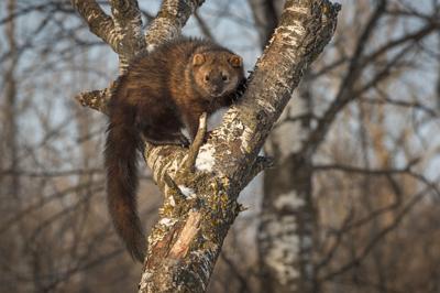 Fisher (Martes pennanti) looks out from crook in tree