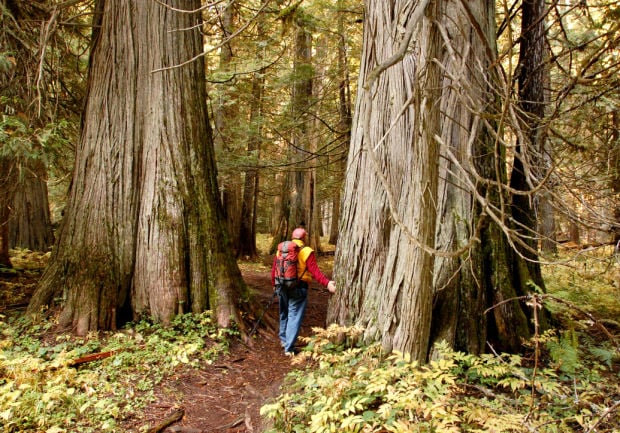 The towering trees of the Ross Creek Scenic Area