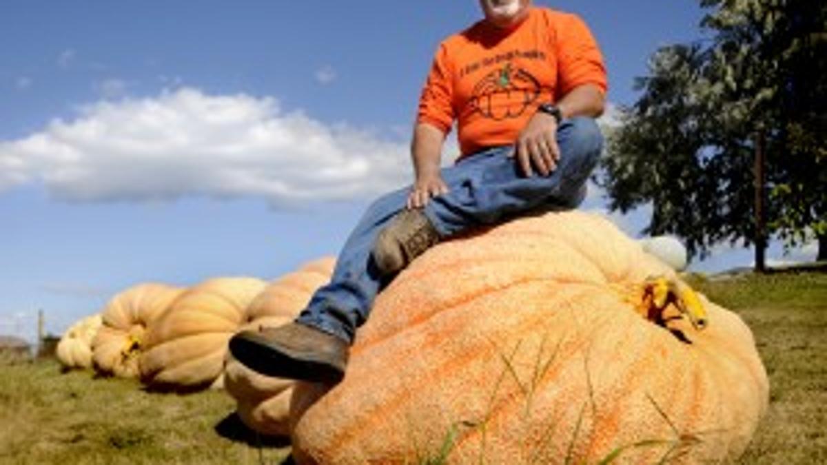 Polson Farmer Sets State Record With 3 Pound Pumpkin State Regional Missoulian Com Polson Farmer Sets State Record With 3 Pound Pumpkin State Regional Missoulian Com