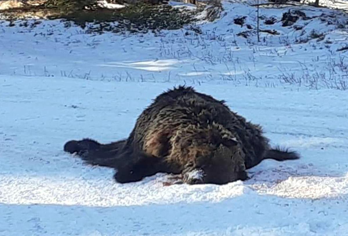 Dead Grizzly