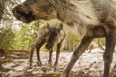 Woodland caribou calf and cow