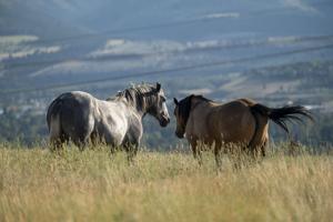 Missoula County adopts plan to manage Miller Creek feral horses