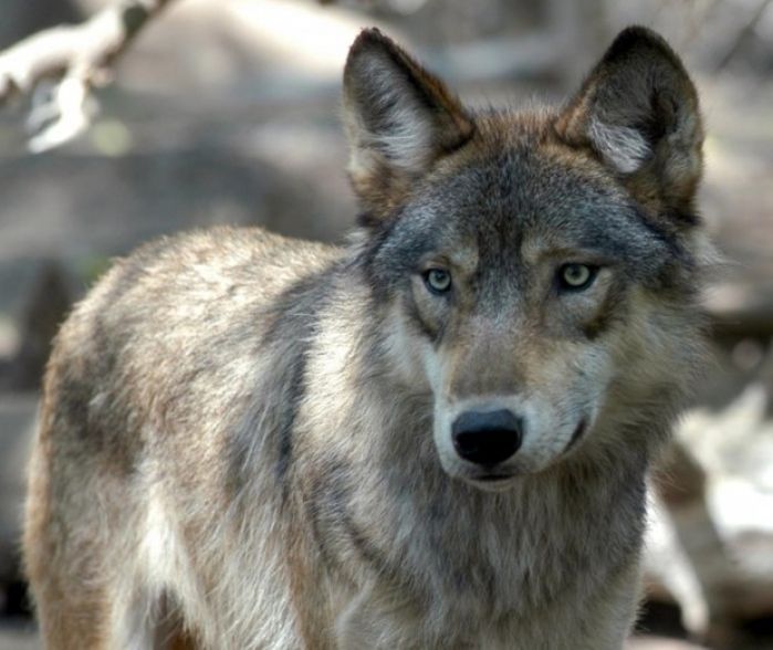 FWP investigation Missoula man s wolf kill story a hoax