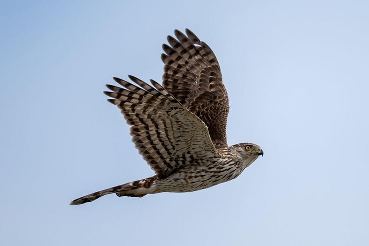 Linking Wild Birds to Care: UM Collaboration Improves Life After Stroke