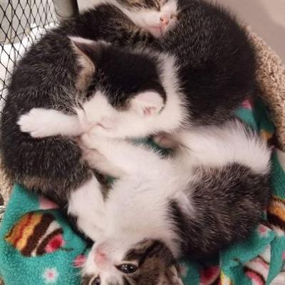 AniMeals has over 100 cats and kittens