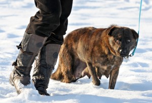 bitterroot animal shelter