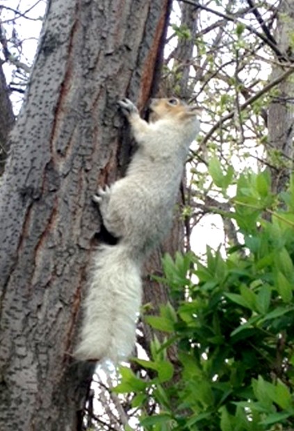 Feature photo: Albino squirrel babies a downtown Missoula ...