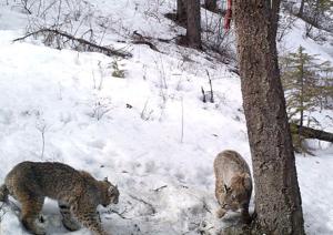 Game wardens euthanize bobcat in Missoula after pet housecat eaten