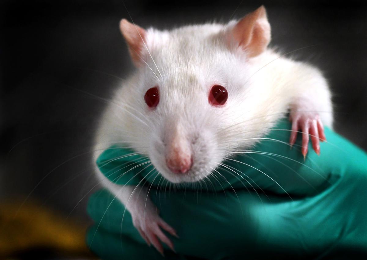 University of Montana uses animals, other models, for scientific