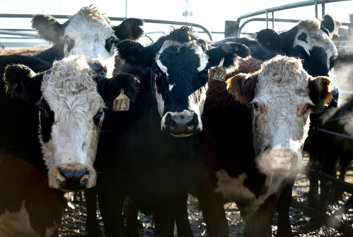 'Devastating' Historic drop in cattle prices leaves ranchers desperate