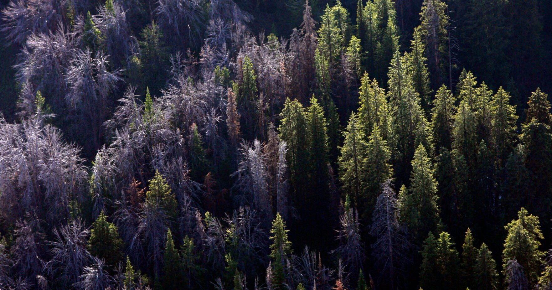 Groups to restore whitebark pine impacted by deadly fungus - Vimarsana News