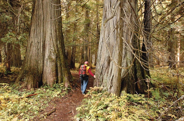 Ross Creek Giant Cedars Natural Area: An easy hike to 1,000-year-old trees