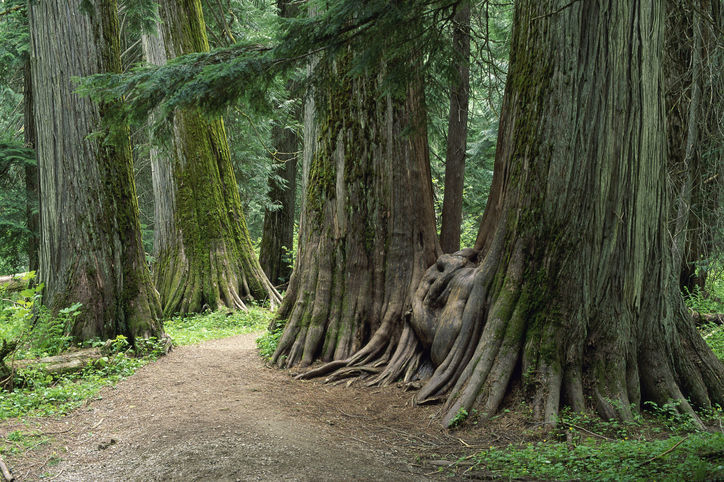 Kootenai National Forest