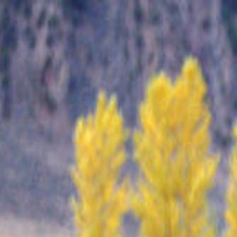 Grizzly Roadmap Studies Show Grizzlies Finding Their Way