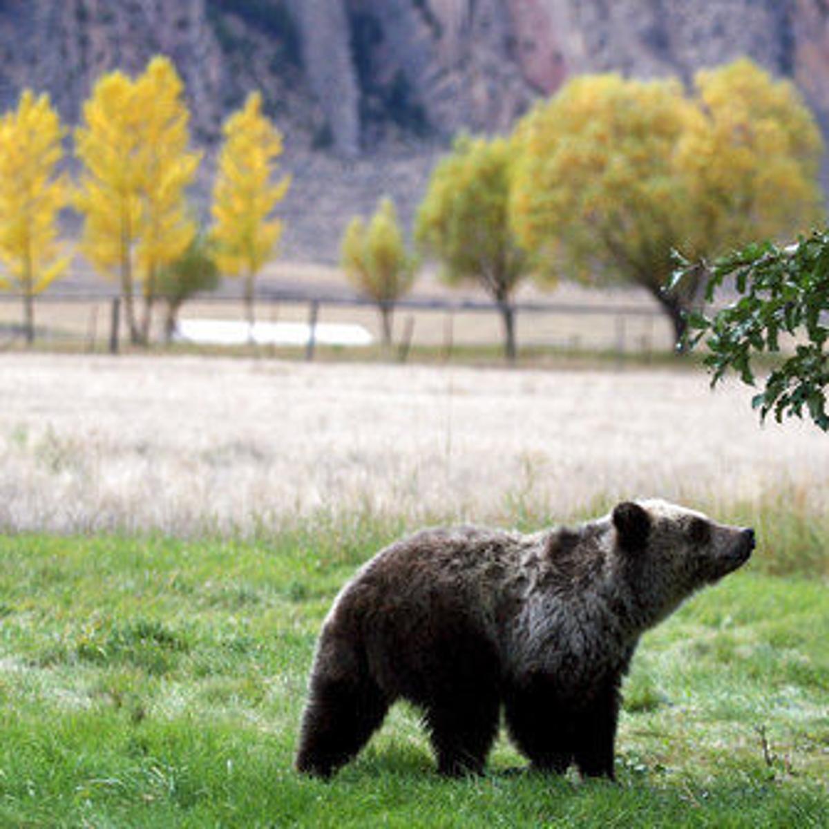 Grizzly Roadmap Studies Show Grizzlies Finding Their Way