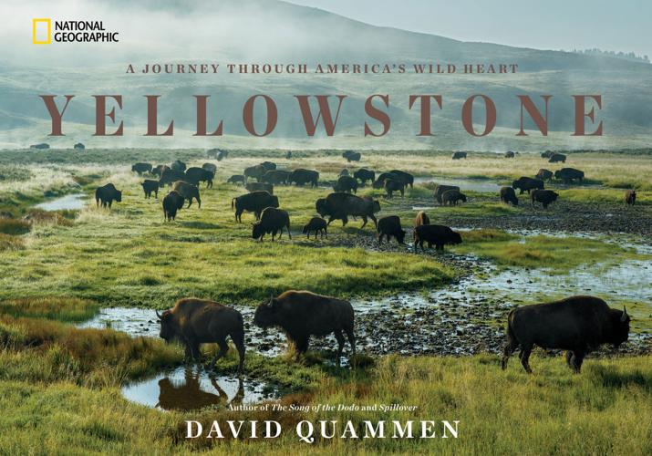 Follow the grizzly: New Yellowstone book sees park through bear's eyes