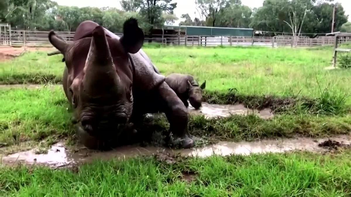 Baby Rhino First Bath