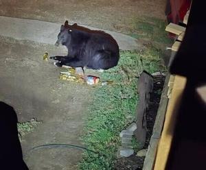 Bold black bears invade Red Lodge, north-central Wyoming; 7 euthanized