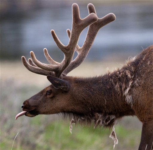 Yellowstone elk decline