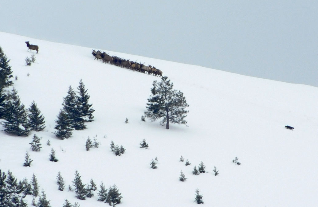 Rattlesnake resident spots possible wolf hunting Jumbo elk herd Local