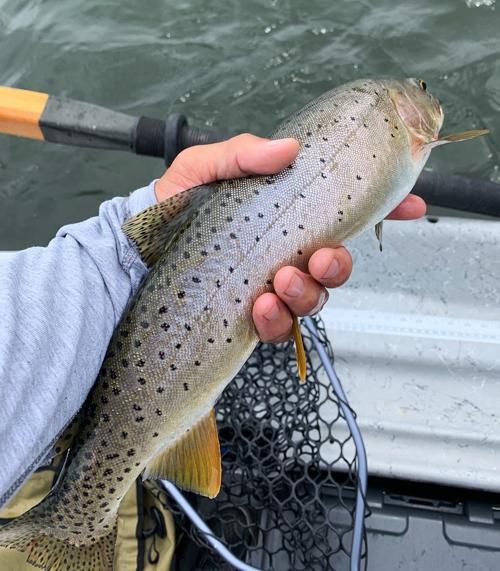 Bighorn cutthroat?