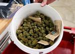 Harvested marijuana flower sits in a bucket