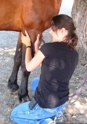 Equus and Paws