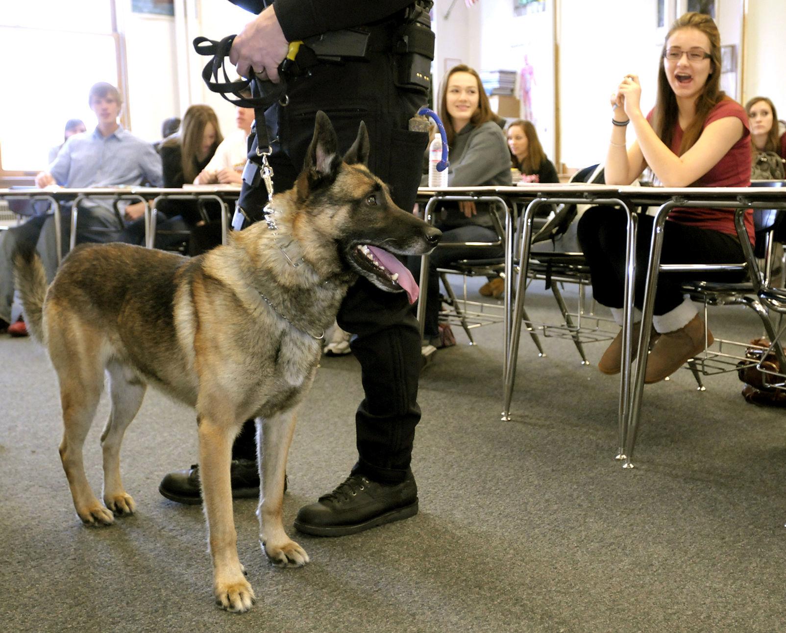 Kenyalogy German Shepherd Puppies Gumtree Kenyalogy K9 Police