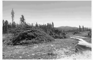 Repeal could boost logging, hurt recreation