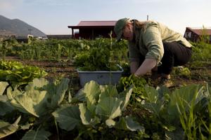 Butte Community Farm expands local access to crops, area food system knowledge