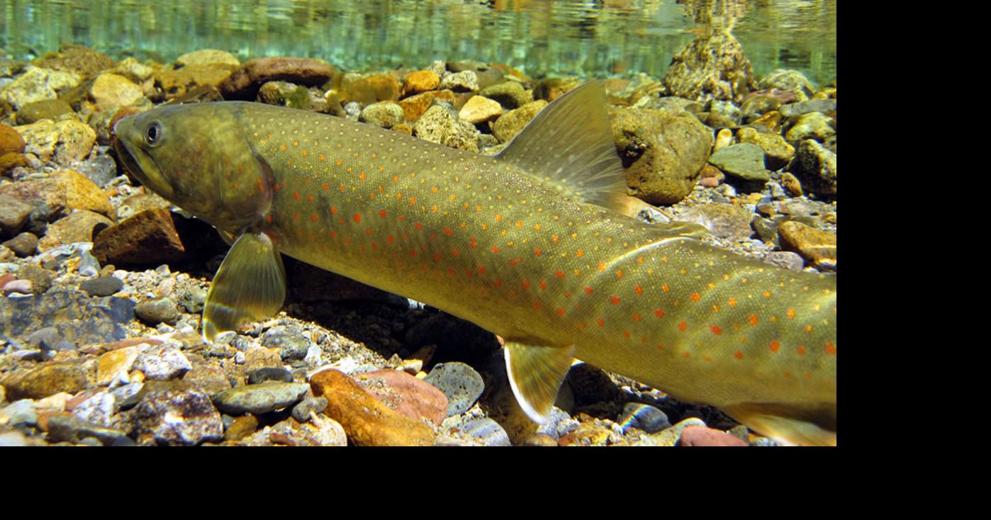Bull trout share secrets that might help revive their population