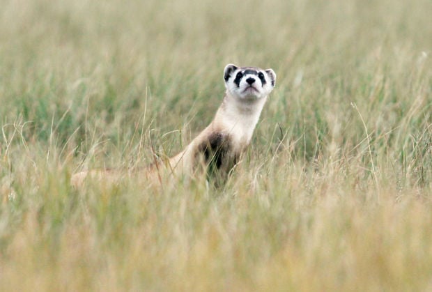 Image result for the black footed ferret