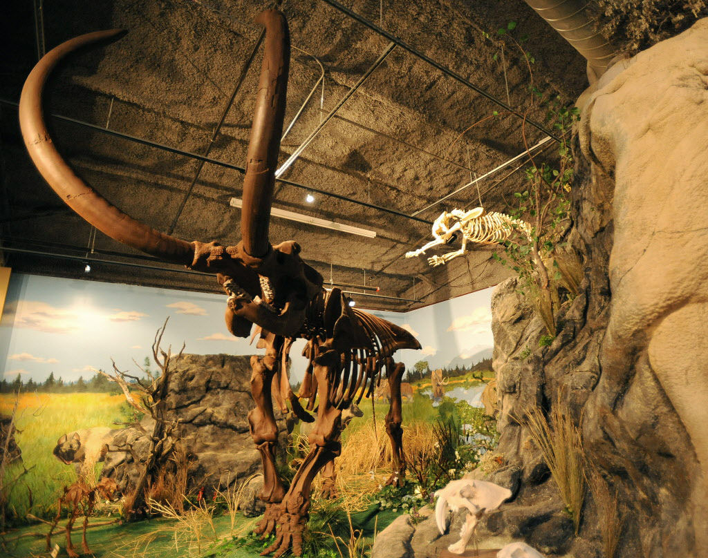 dinosaurland fossil museum