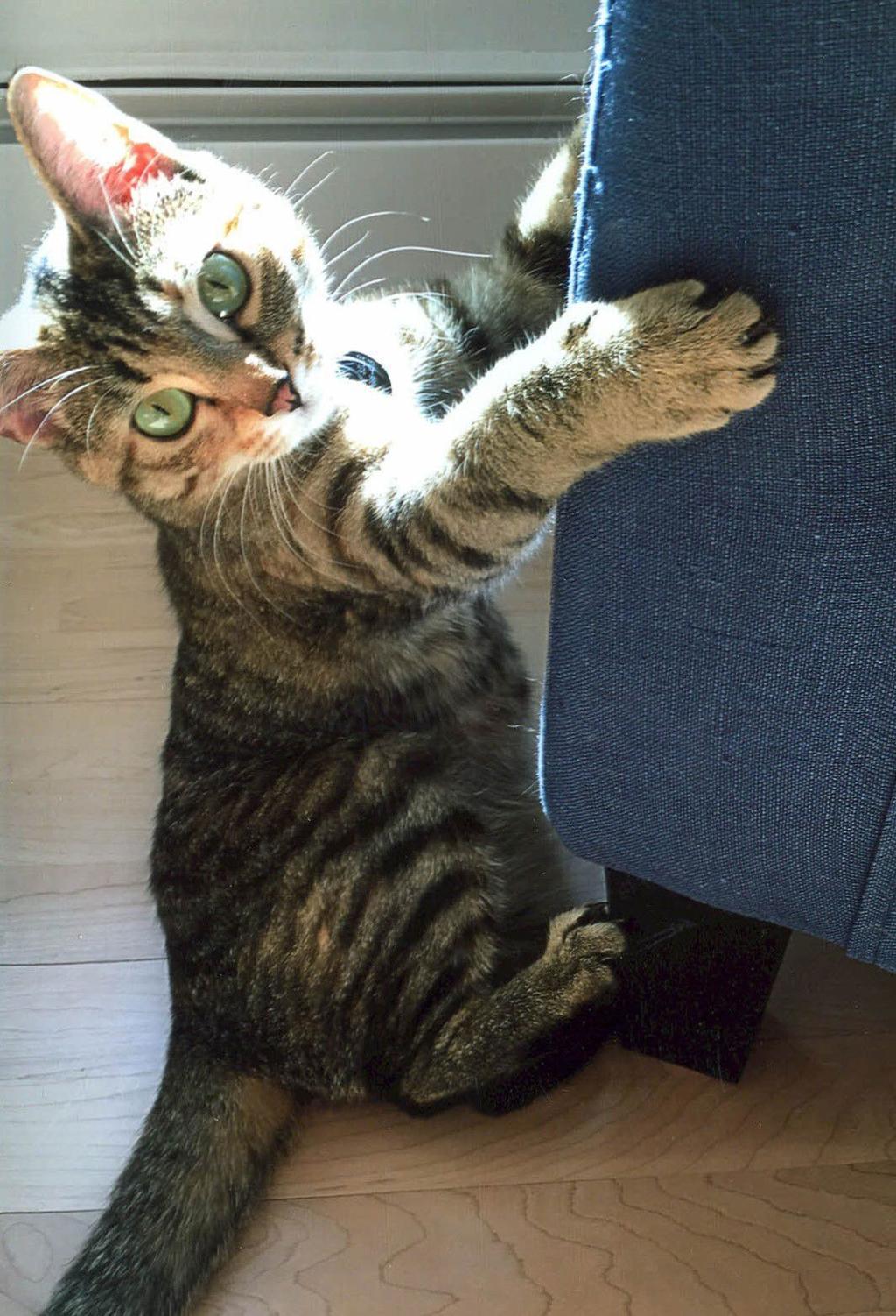 How A Dog Person Became A Cat Person Too Columnists